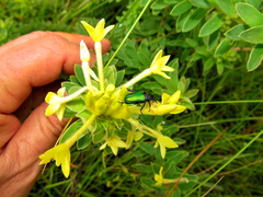Leucocelis haemorrhoidalis