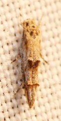 Mompha solomoni