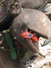 Probergrothius sanguinolens