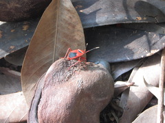 Probergrothius sanguinolens