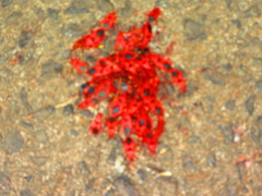 Probergrothius sanguinolens