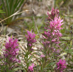 Castilleja purpurea