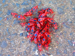 Probergrothius sanguinolens