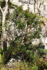 Vernonia muelleri image