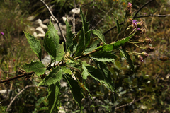 Vernonia muelleri image