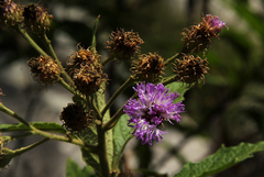 Vernonia muelleri image