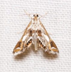 Chrysendeton imitabilis