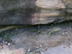 Varanus panoptes