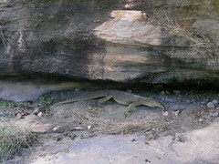 Varanus panoptes