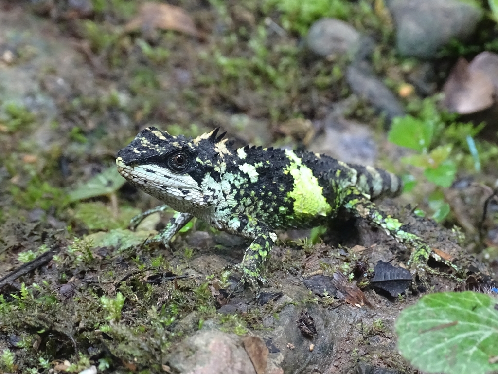 Banded Japalure