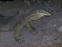 Varanus panoptes