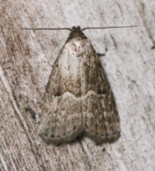 Hypenodes franclemonti