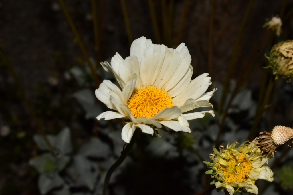 Encelia ravenii