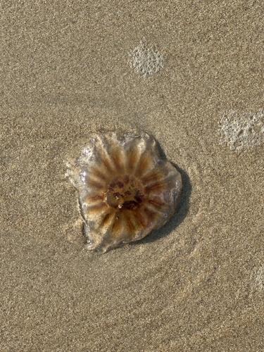 Dwarf Lion's Mane Jelly photographed in Virginia