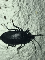 Penthe pimelia