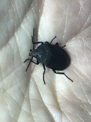 Penthe pimelia