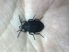 Penthe pimelia