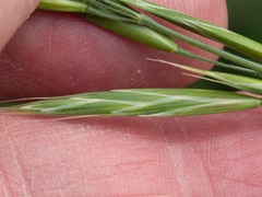 Bromus arizonicus