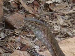 Varanus glebopalma