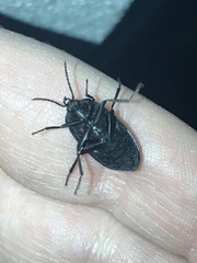 Penthe pimelia