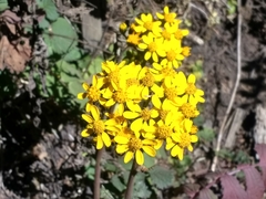 Packera sanguisorbae