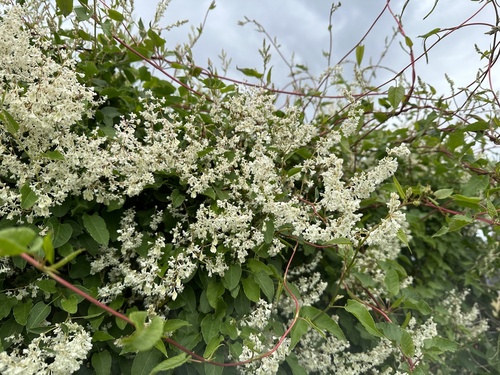 Bukhara fleeceflower (Fallopia baldschuanica)