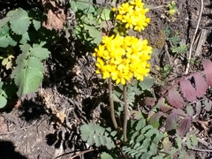 Packera sanguisorbae