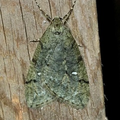 Paleacrita merriccata