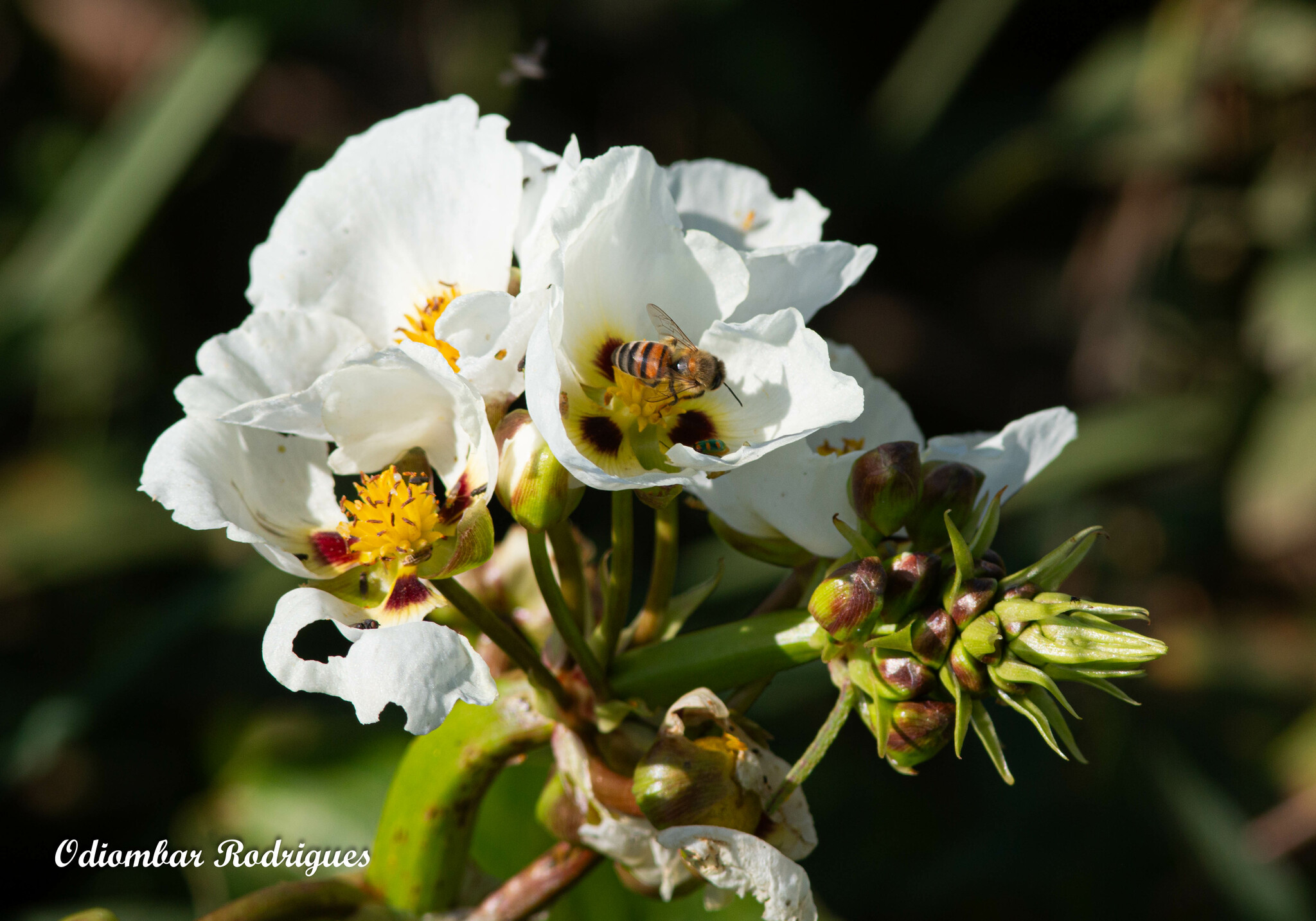 Sagittaria montevidensis