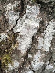 Ostropomycetidae