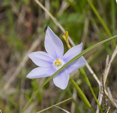 Nemastylis geminiflora