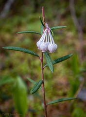 Andromeda polifolia polifolia
