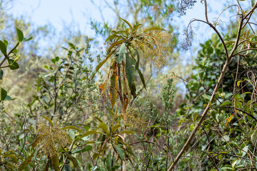 Bocconia integrifolia, photograph 6