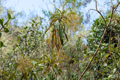 Bocconia integrifolia, photograph (c) Thibaud Aronson, some rights reserved (CC BY-SA)