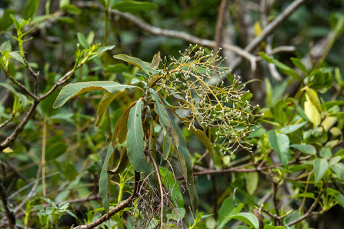Bocconia integrifolia, photograph 5