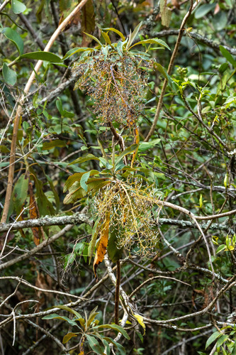 Bocconia integrifolia, photograph 4