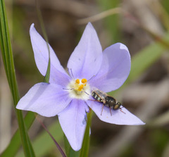 Nemastylis geminiflora