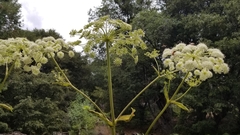 Angelica tomentosa