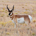 American Antelopes - Photo (c) Steven Mlodinow, some rights reserved (CC BY-NC), uploaded by Steven Mlodinow