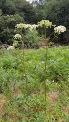 Angelica tomentosa