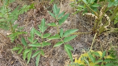 Angelica tomentosa