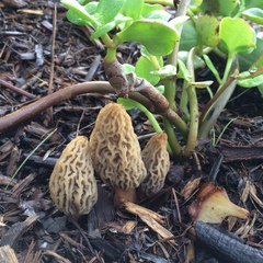 Morchella rufobrunnea