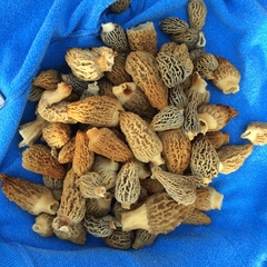 Morchella rufobrunnea