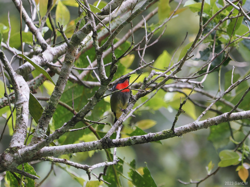 Black-sided Flowerpecker (Dicaeum monticolum), photo 3