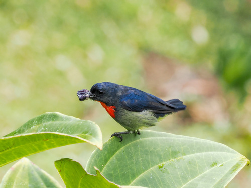 Black-sided Flowerpecker (Dicaeum monticolum), photo 4
