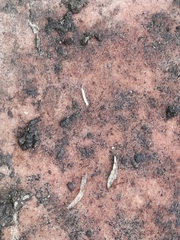 Symphyla