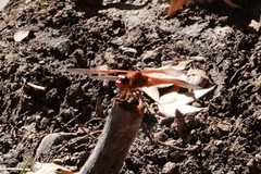 Libellula saturata