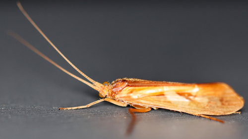Diamond Northern Caddisfly photo 4