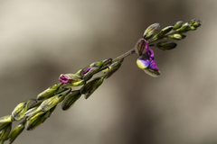 Polygala producta image