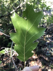 Quercus × ganderi